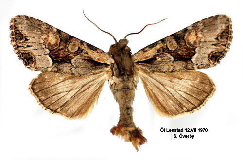 Blåbärslundfly Lacanobia w-latinum