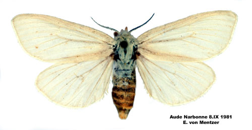 Agspinnare Laelia coenosa