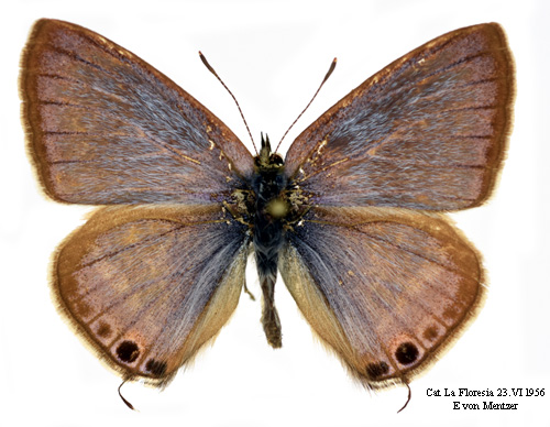 Lampides boeticus (Insecta Lepidoptera Lycaenidae)