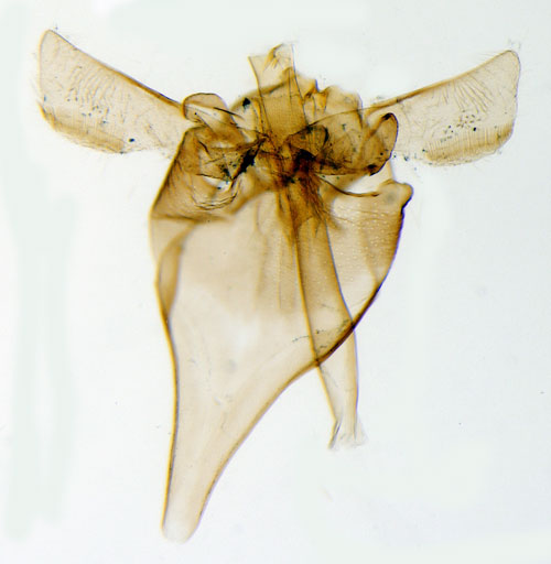 Hallonknoppmal Lampronia corticella