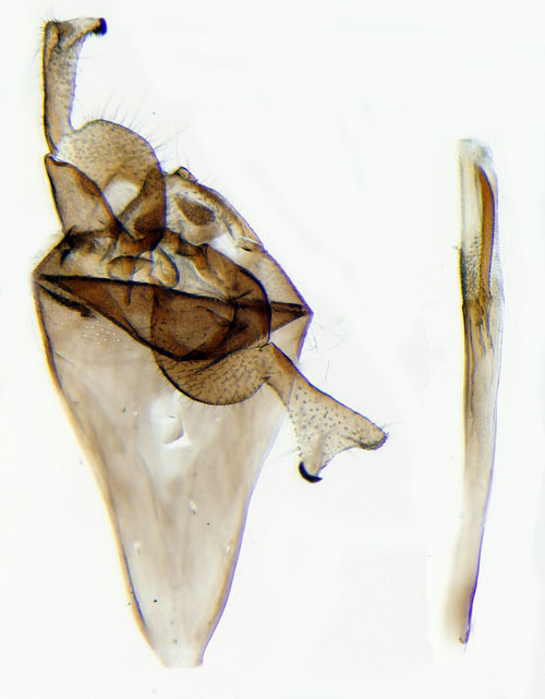 Mosseknoppmal Lampronia luzella