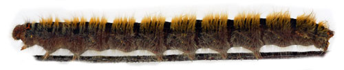 Kl�verspinnare Lasiocampa trifolii