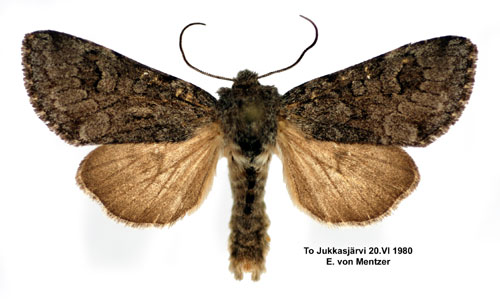 Lappfjällfly Lasionycta skraelingia