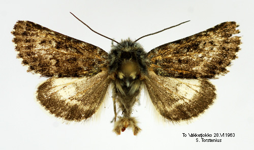 Högnordiskt hedfly Lasionycta staudingeri