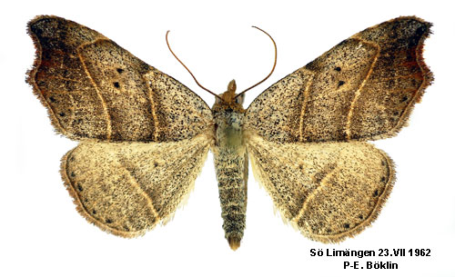 Sikelfly Laspeyria flexula