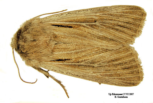 Kommatecknat gr�sfly Leucania comma