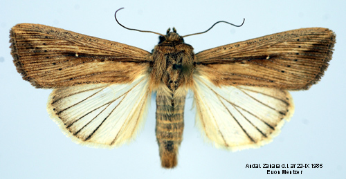 Migrantgräsfly Leucania loreyi