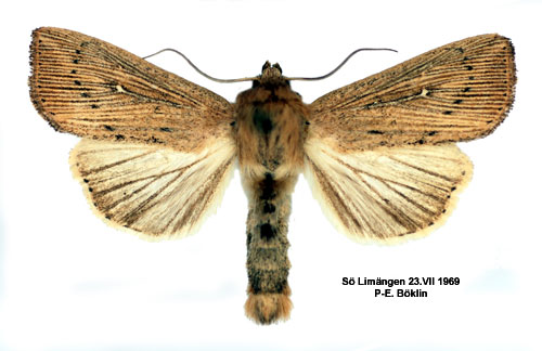 Prickgräsfly Leucania obsoleta