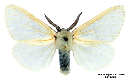 Videspinnare Leucoma salicis