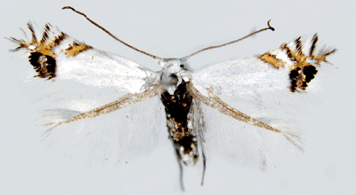 Gullregnsmal Leucoptera laburnella