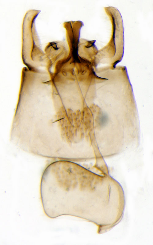 Gkrtpuckelmal Leucoptera lathyrifoliella