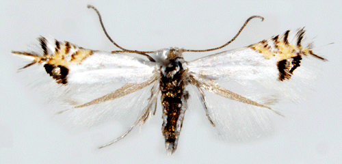G�k�rtpuckelmal Leucoptera lathyrifoliella