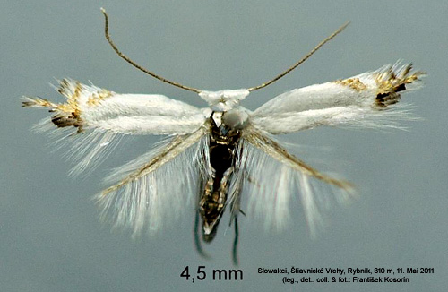 Backvialspuckelmal Leucoptera lathyrifoliella