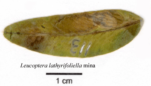 G�k�rtpuckelmal Leucoptera lathyrifoliella