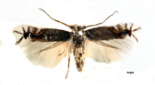Svartspetsad puckelmal Leucoptera lotella