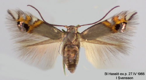Johannesörtspuckelmal Leucoptera lustratella