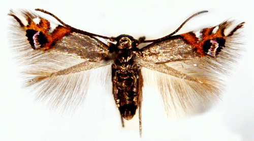 Johannesörtpuckelmal Leucoptera lustratella