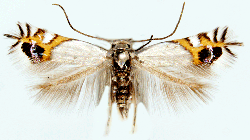 Apelpuckelmal Leucoptera malifoliella
