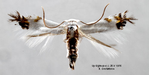 Gökärtspuckelmal Leucoptera orobi