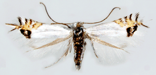 Gökärtspuckelmal Leucoptera orobi