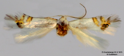Asppuckelmal Leucoptera sinuella