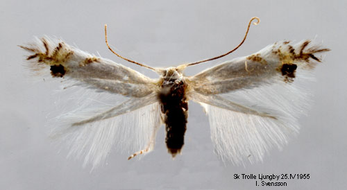 Harrispuckelmal Leucoptera spartifoliella