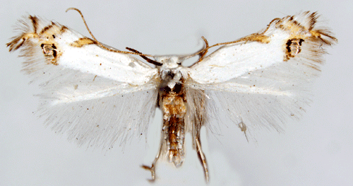 Harrispuckelmal Leucoptera spartifoliella