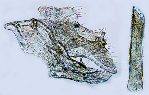 Gråbostyltmal Leucospilapteryx omissella