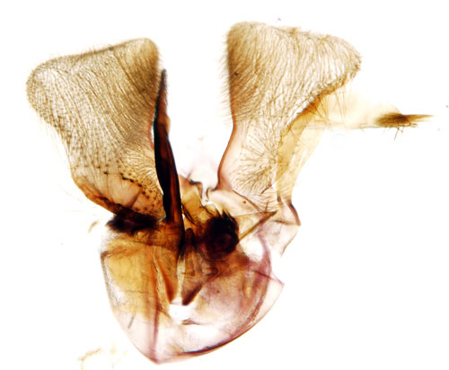 Kaveldunfransmal Limnaecia phragmitella