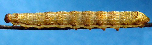 Gr�tt mantelfly Lithomoia solidaginis