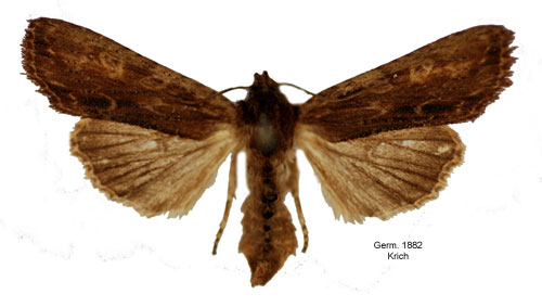 Askträfly Lithophane semibrunnea