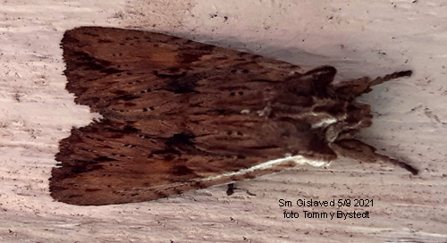 Gråbrunt träfly Lithophane socia
