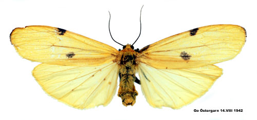 Stor lavspinnare Lithosia quadra
