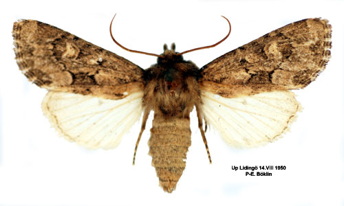 Gräsrotsfly Luperina testacea