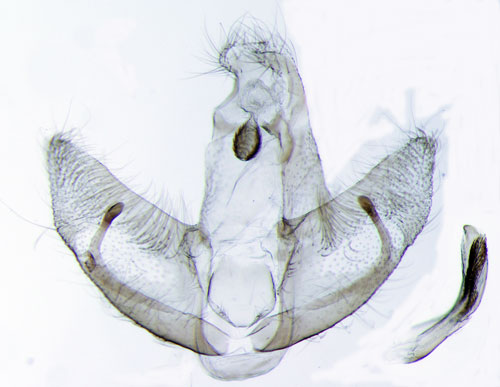 Slnruggmal Luquetia lobella