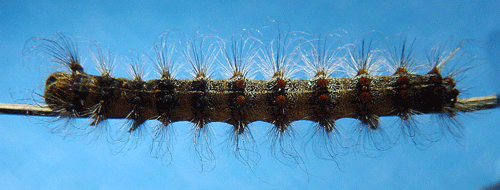 L�vskogsnunna Lymantria dispar
