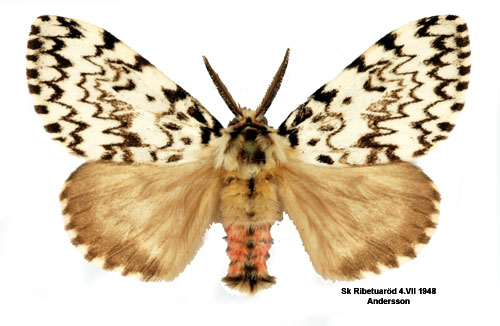Nunna Lymantria monacha