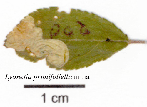 Slånlansettmal Lyonetia prunifoliella
