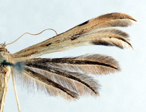 Spåtistelfjädermott
 Calyciphora albodactylus