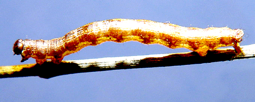 Ockragul buskm�tare Macaria brunneata