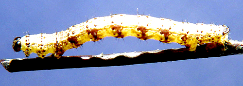 Måbärsmätare Macaria wauaria