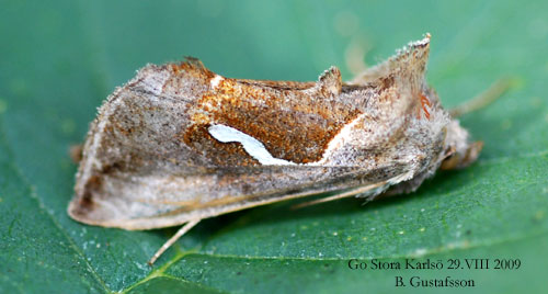 Dropptecknat metallfly Macdunnoughia confusa