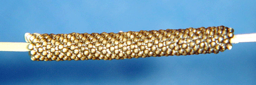 �ngsringspinnare Malacosoma castrense