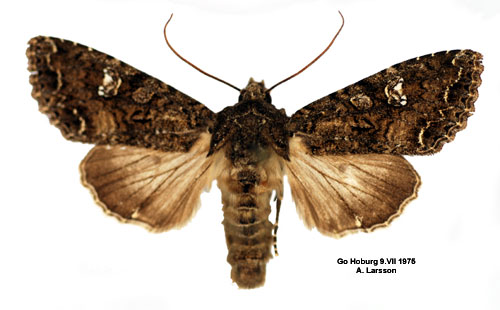 Kålfly Mamestra brassicae