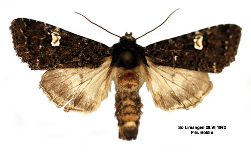Vitfläckigt lundfly Melanchra persicariae