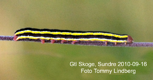 �rtfly Melanchra pisi