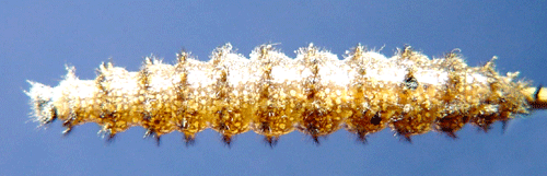 Skogsn�tfj�ril Melitaea athalia