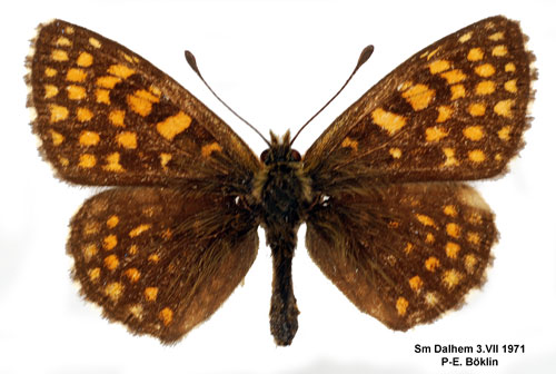 Veronikan�tfj�ril Melitaea britomartis