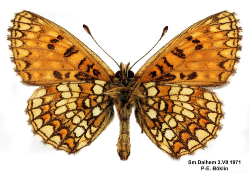 Veronikan�tfj�ril Melitaea britomartis