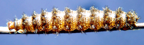�ngsn�tfj�ril Melitaea cinxia